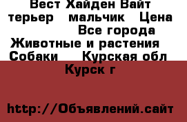 Вест Хайден Вайт терьер - мальчик › Цена ­ 35 000 - Все города Животные и растения » Собаки   . Курская обл.,Курск г.